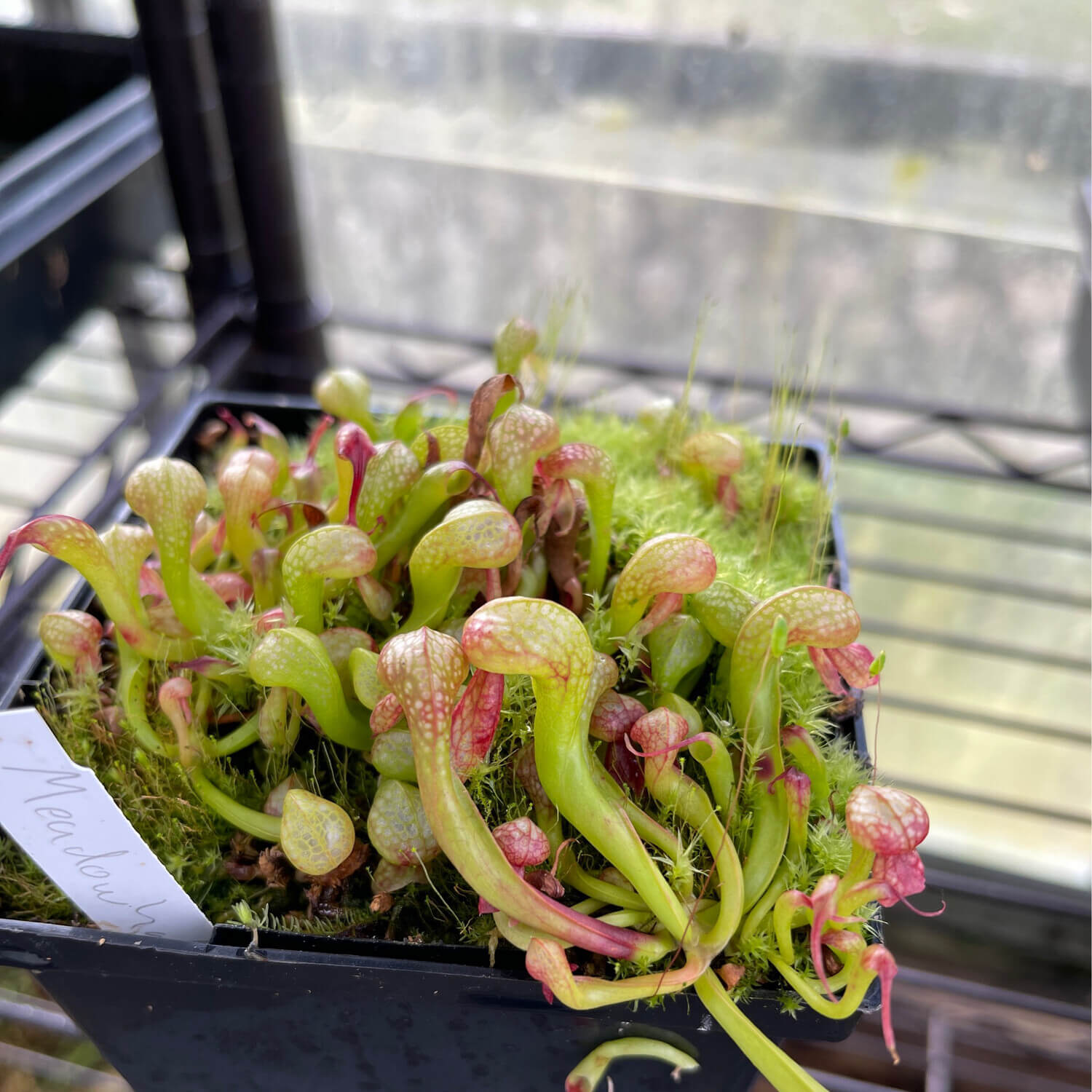Darlingtonia Californica Seeds