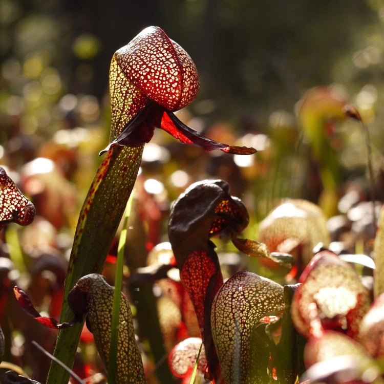 Darlingtonia Californica Seeds for Planting