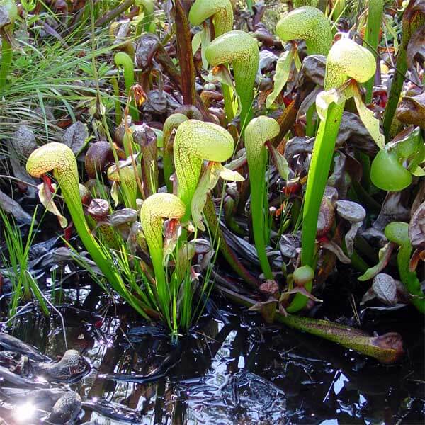 Darlingtonia Californica Seeds for Planting