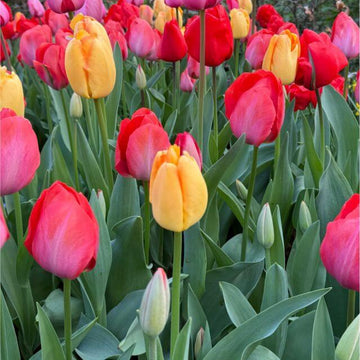 Darwin Hybrid Tulip Seeds - Flower Plant
