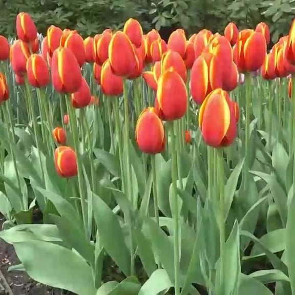 Darwin Hybrid Tulip Seeds - Flower Plant
