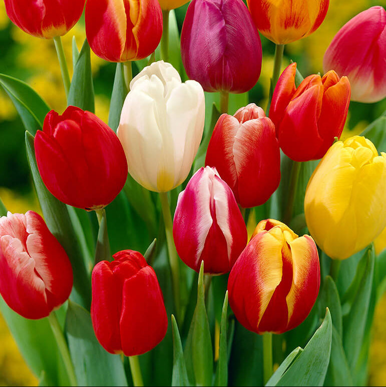 Darwin Hybrid Tulip Seeds - Flower Plant