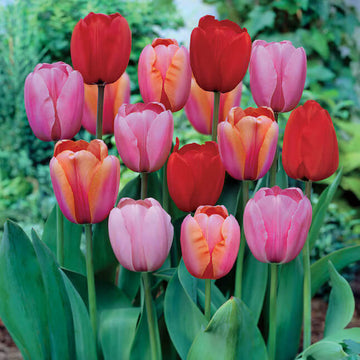 Darwin Hybrid Tulip Seeds - Flower Plant