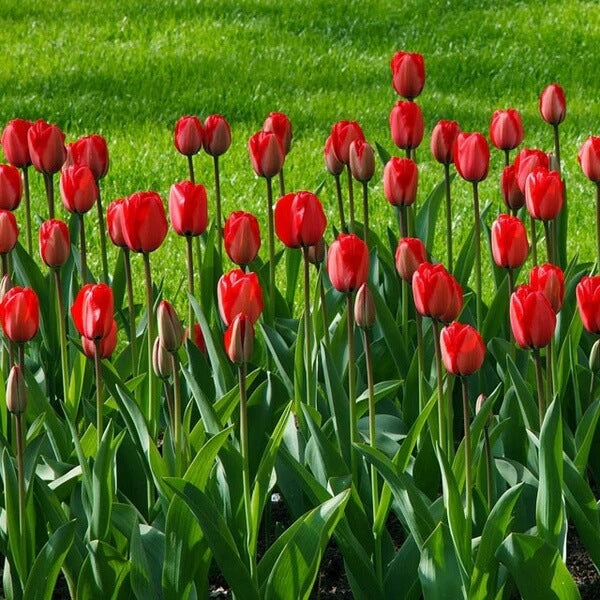 Darwin Hybrid Tulip Seeds - Flower Plant