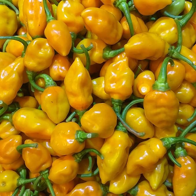 Datil Pepper Seeds – Spicy
