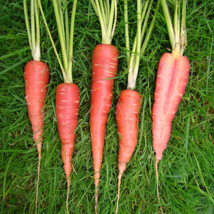 Daucus carota subsp. sativus Seeds