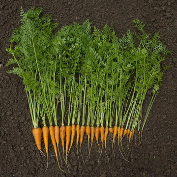 Daucus carota subsp. sativus Seeds