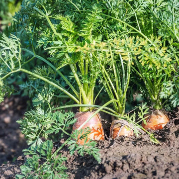 Daucus carota subsp. sativus Seeds