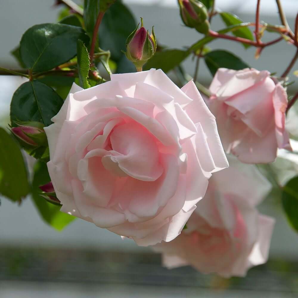 Dawn Rose Seeds - Flower Plant