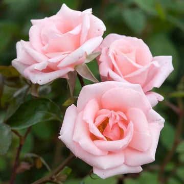 Dawn Rose Seeds - Flower Plant