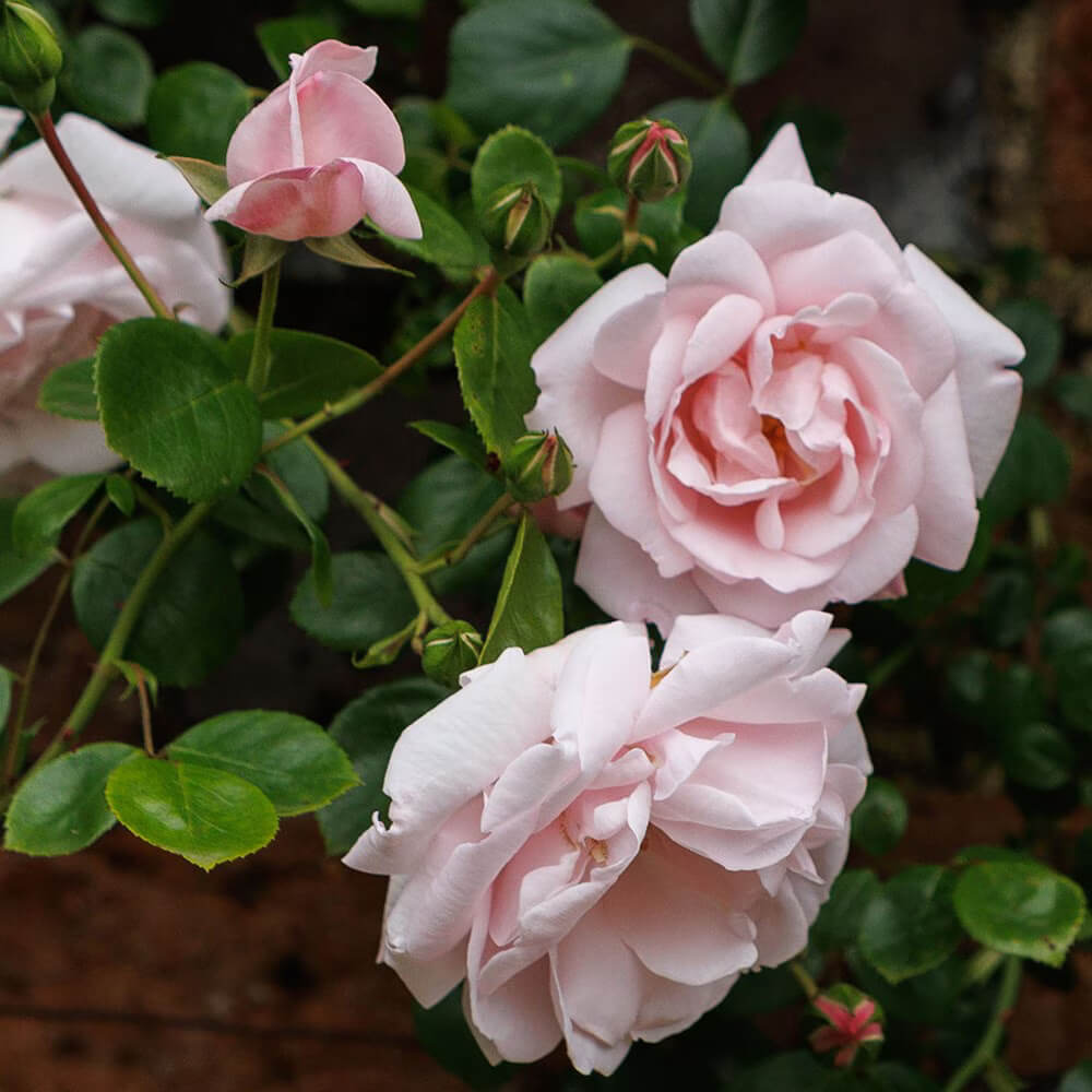 Dawn Rose Seeds - Flower Plant