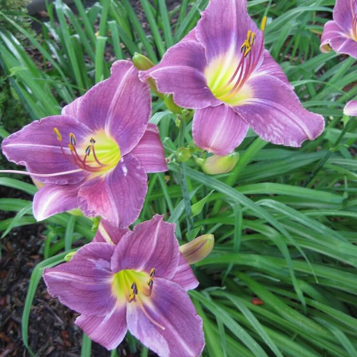 Daylily Seeds – Blue Hemerocallis