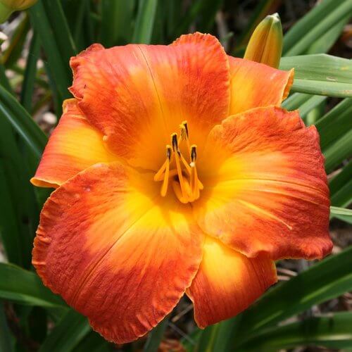 Daylily Seeds – Fresh Rare Hybrid