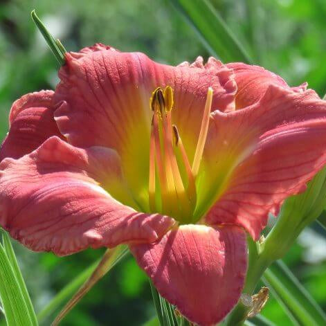 Daylily Seeds – Heirloom