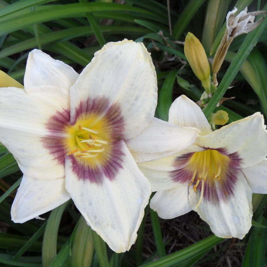 Daylily Seeds – White Violet