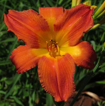 Daylily Seeds – Fresh Rare Hybrid