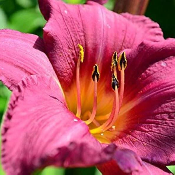 Daylily Seeds – Heirloom