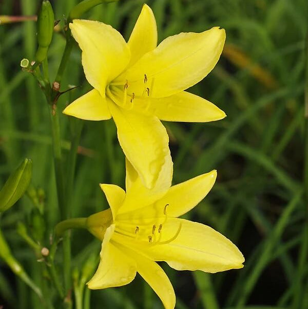 Daylily Seeds – Hemerocallis citrina Baroni