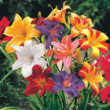 Daylily Seeds – Mixed Colors Fine Blend
