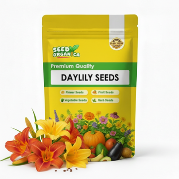 Daylily Seeds