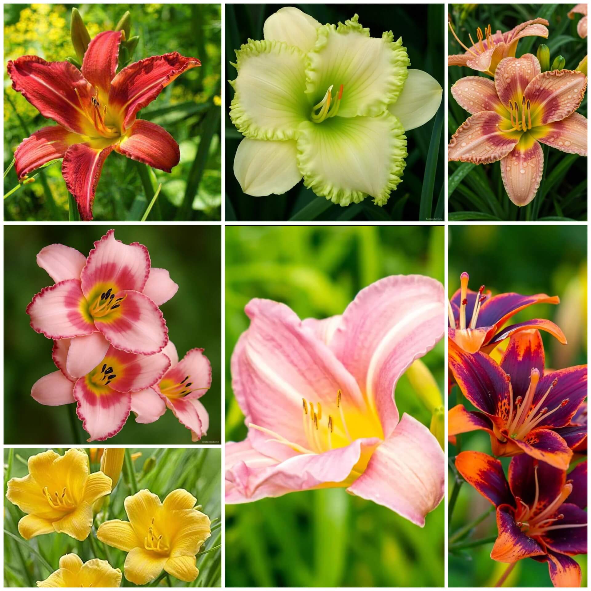 Daylily Seeds