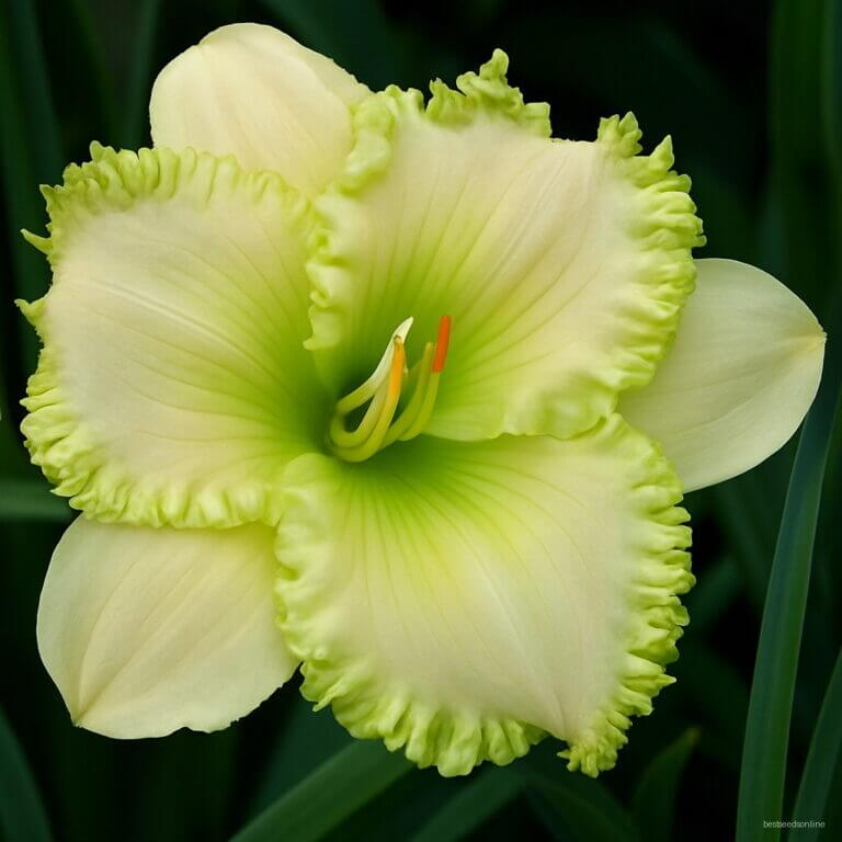 Daylily Seeds - All In One For Home Gardens