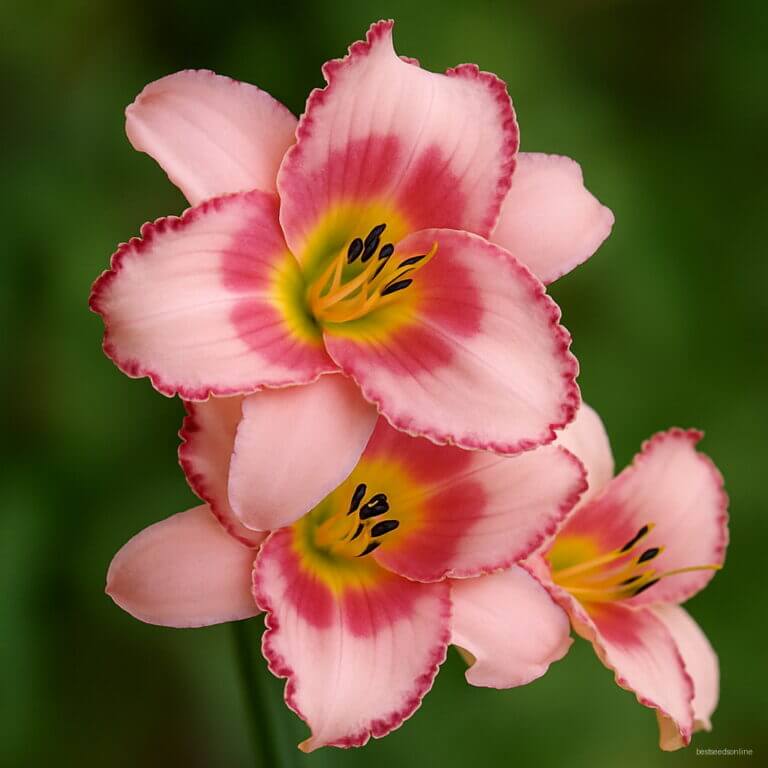 Daylily Seeds - All In One For Home Gardens