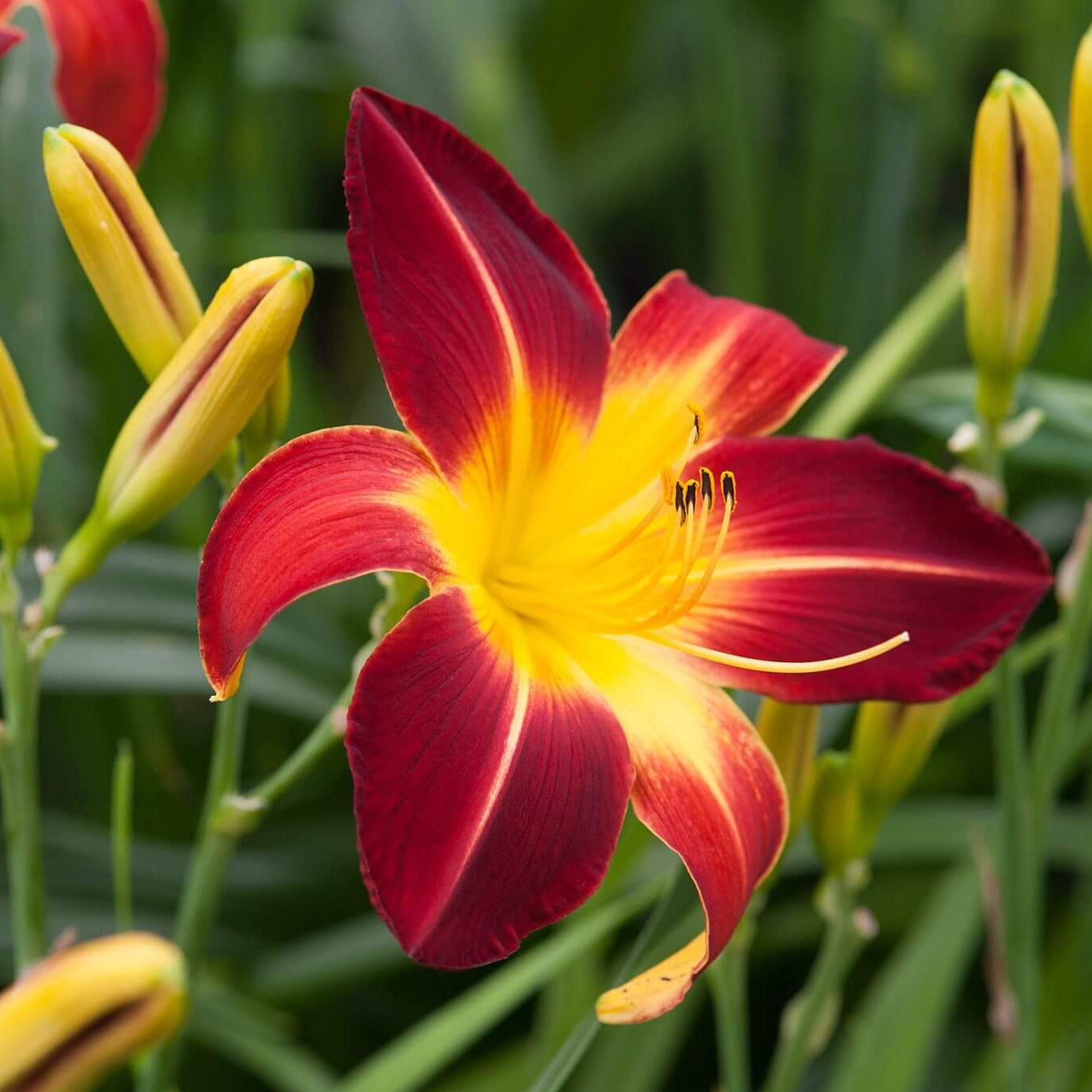 Daylily Seeds –  Reblooming