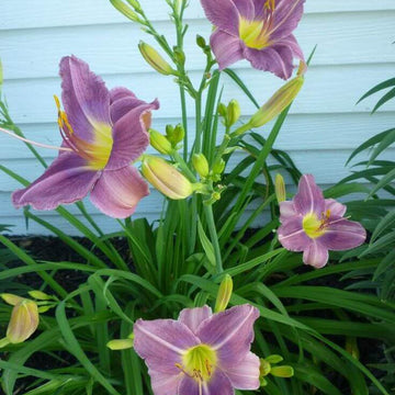 Daylily Seeds – Blue Hemerocallis