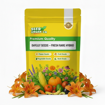 Daylily Seeds – Fresh Rare Hybrid