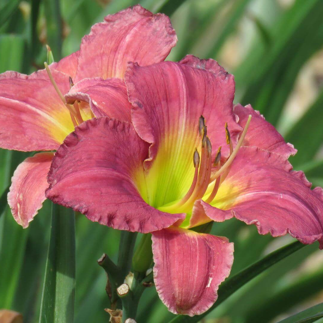Daylily Seeds – Heirloom