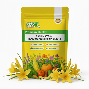 Daylily Seeds – Hemerocallis citrina Baroni