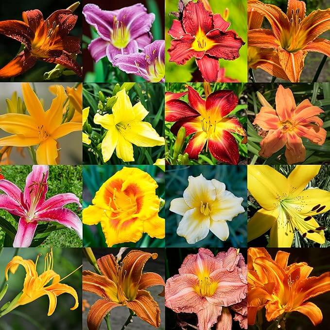 Daylily Seeds – Mixed Colors Fine Blend
