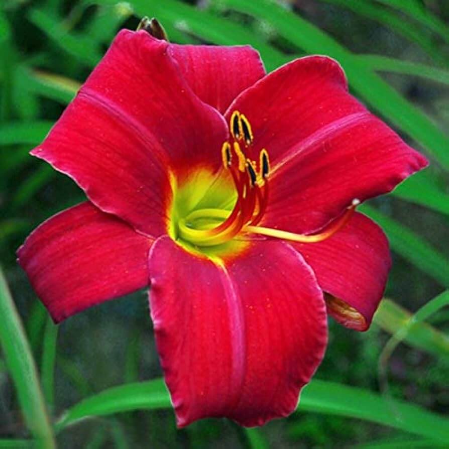 Daylily Seeds –  Reblooming