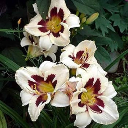 Daylily Seeds – White Violet