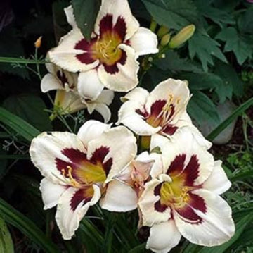 Daylily Seeds – White Violet