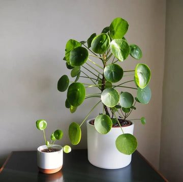 Decorative Coin Leaf Plant Seeds
