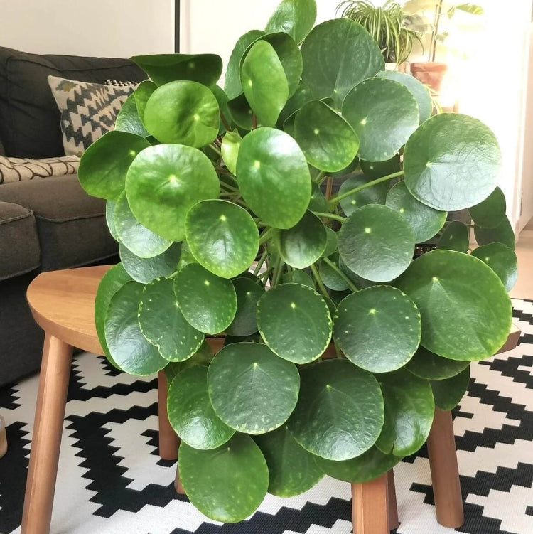 Decorative Coin Leaf Plant Seeds