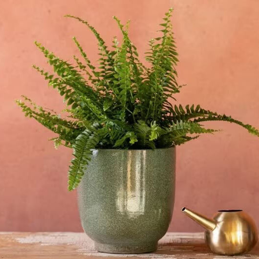 Decorative Fern Seeds