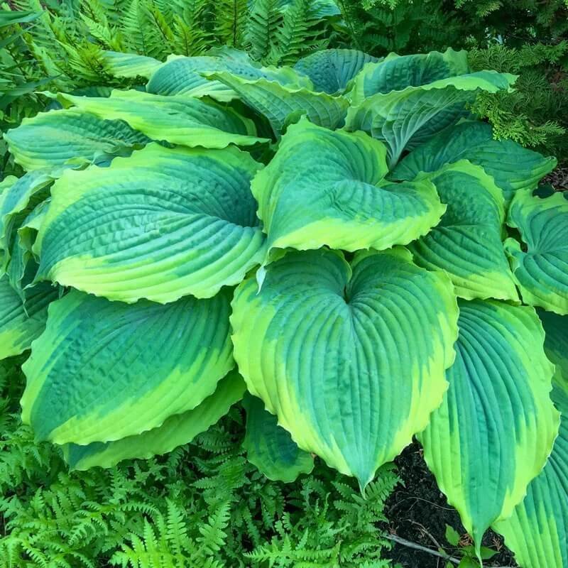 Decorative Leaf Plant Seeds - Flower Plant