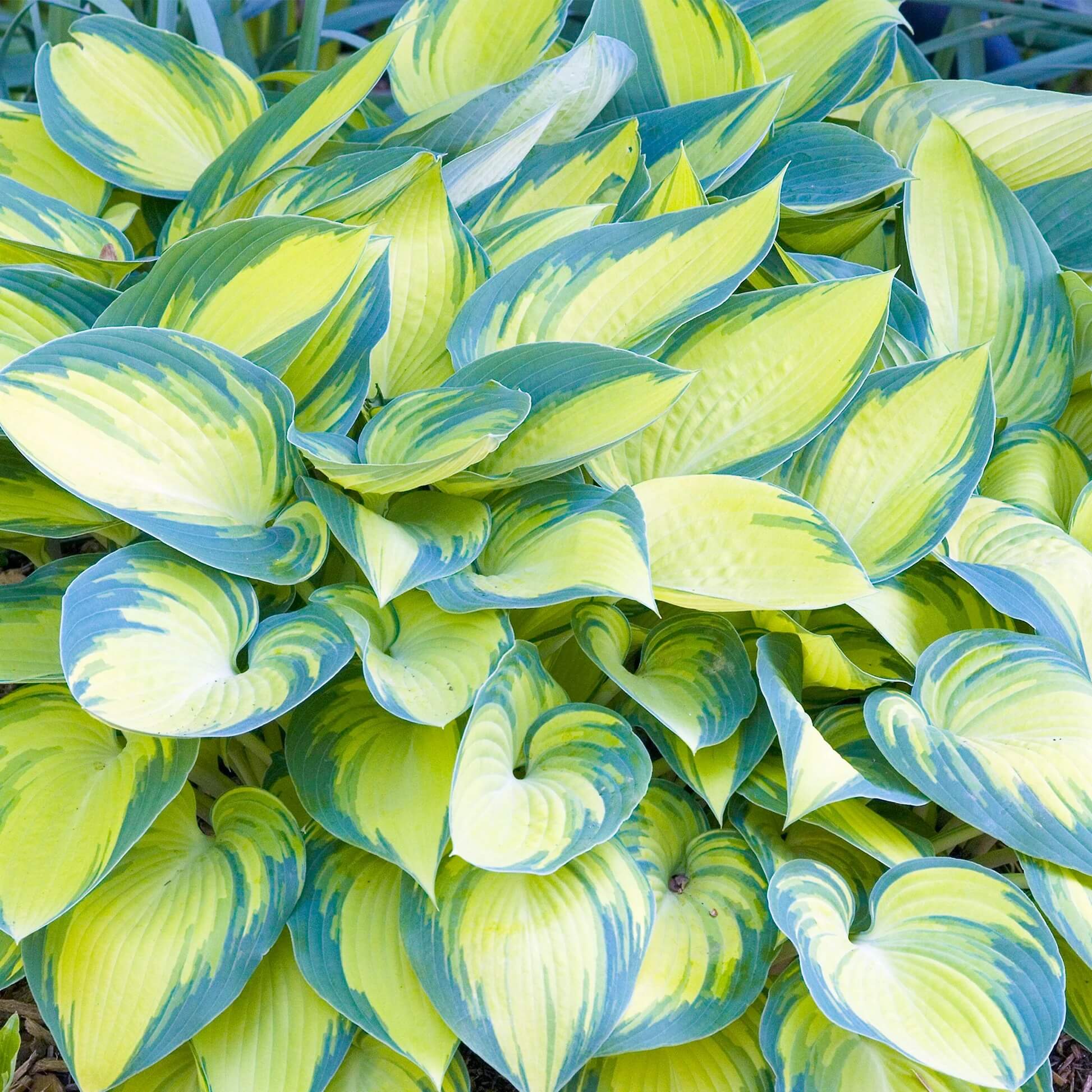 Decorative Leaf Plant Seeds - Flower Plant