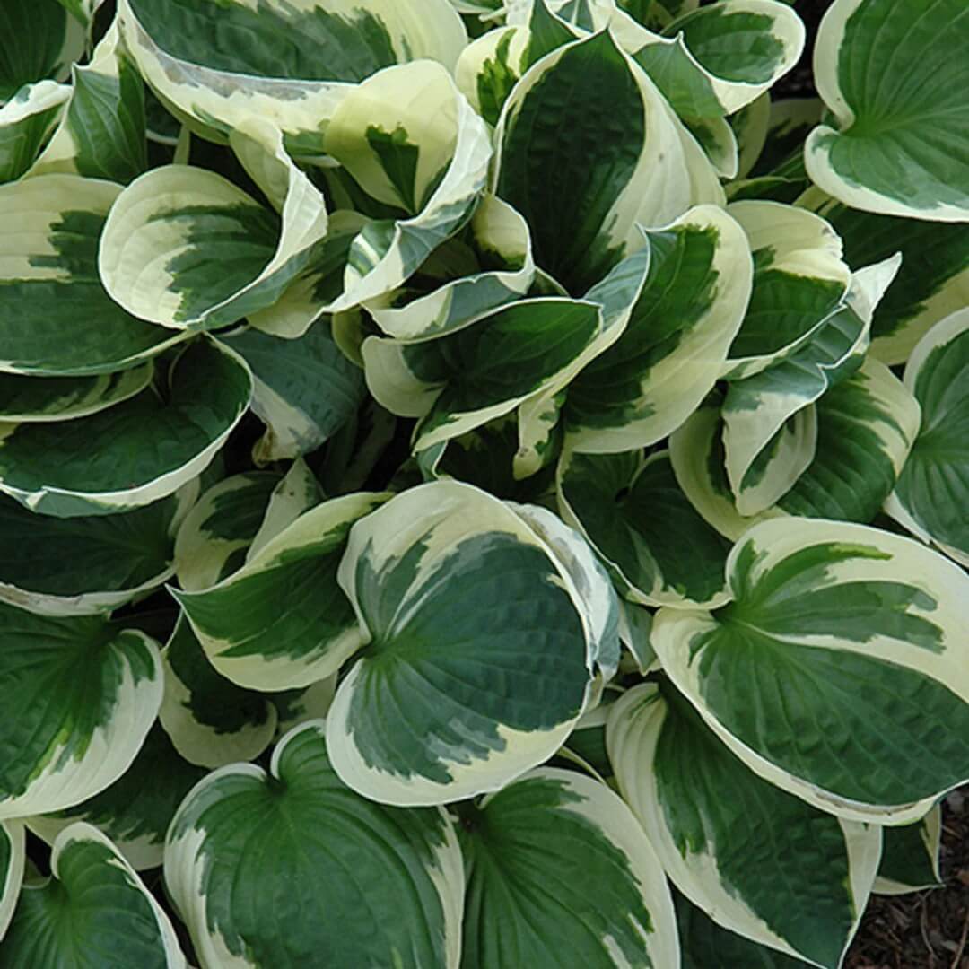Decorative Leaf Plant Seeds - Flower Plant