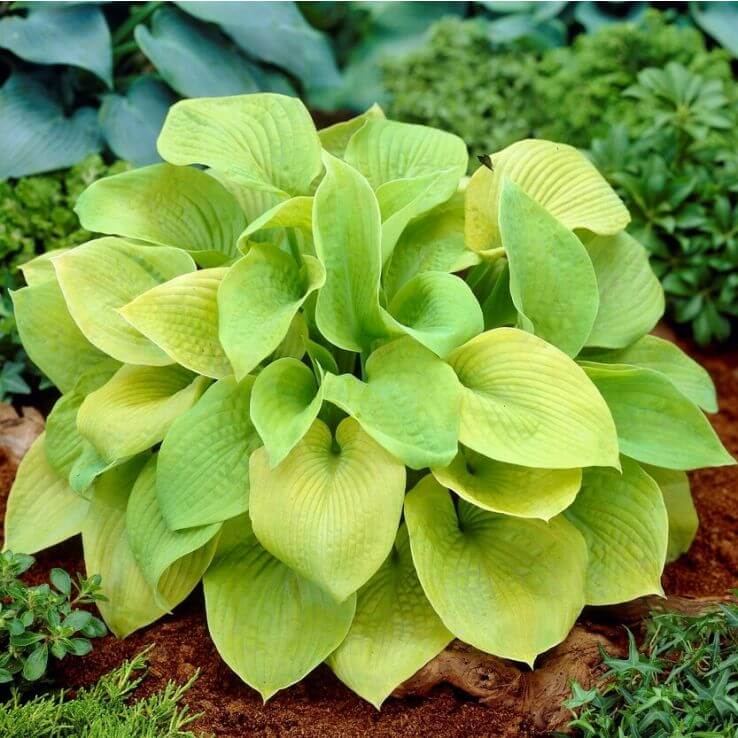 Decorative Leaf Plant Seeds - Flower Plant