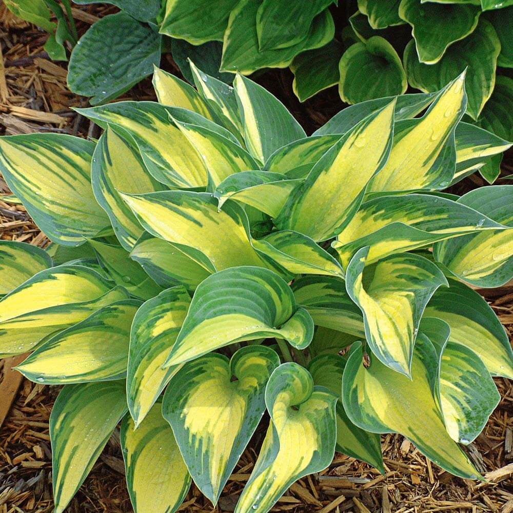 Decorative Leaf Plant Seeds - Flower Plant