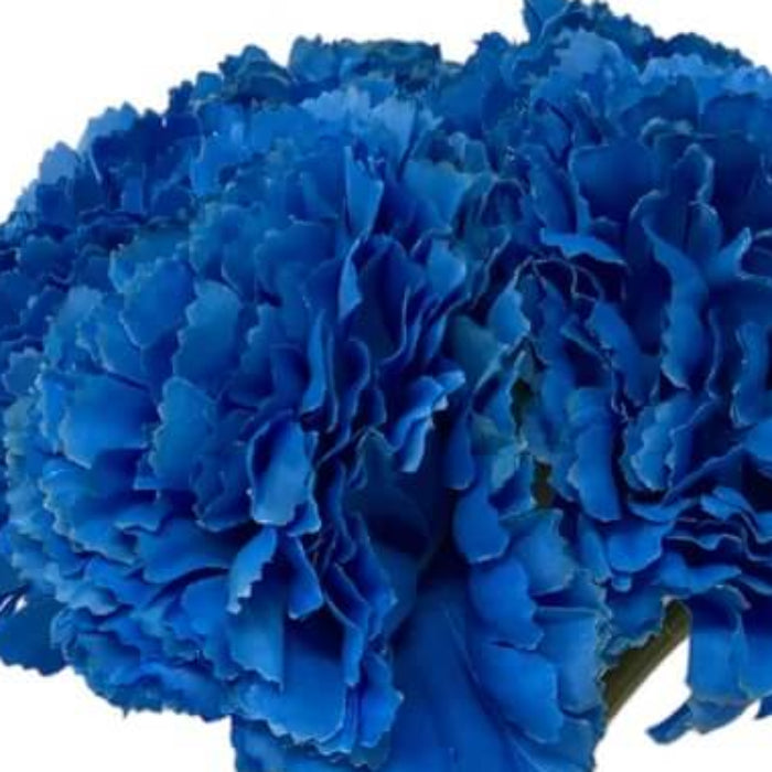 Deep Blue Carnation Seeds