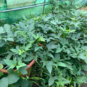 Deep Orange Sweet Potato Seeds - Vegetable Plant