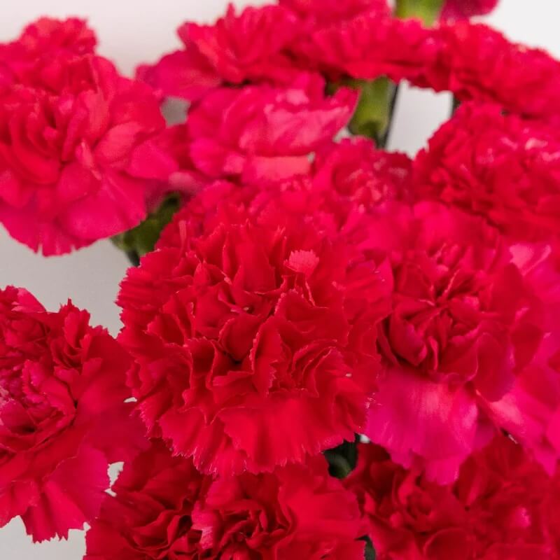 Deep Pink Carnation Seeds 