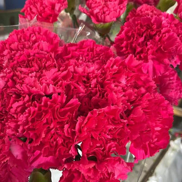 Deep Pink Carnation Seeds 