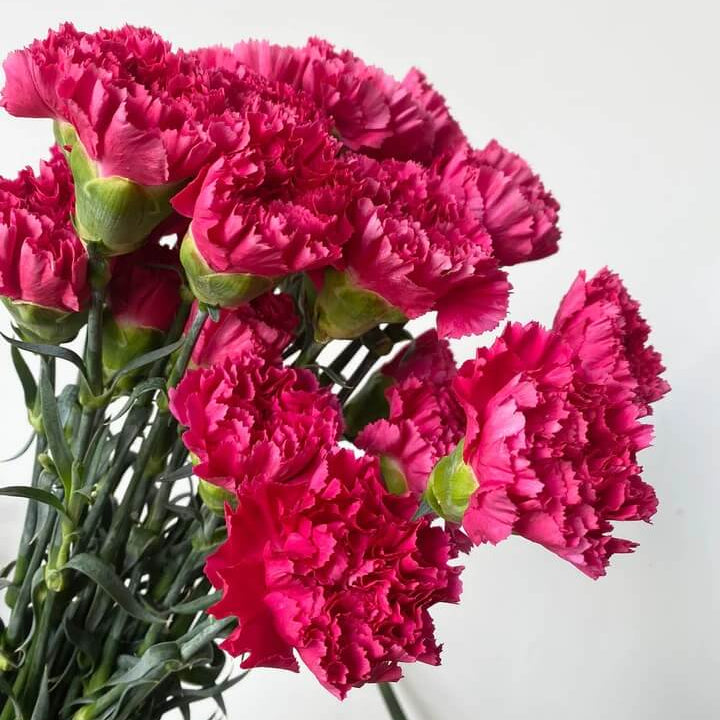 Deep Pink Carnation Seeds 