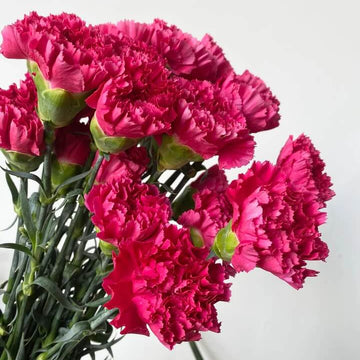 Deep Pink Carnation Seeds 